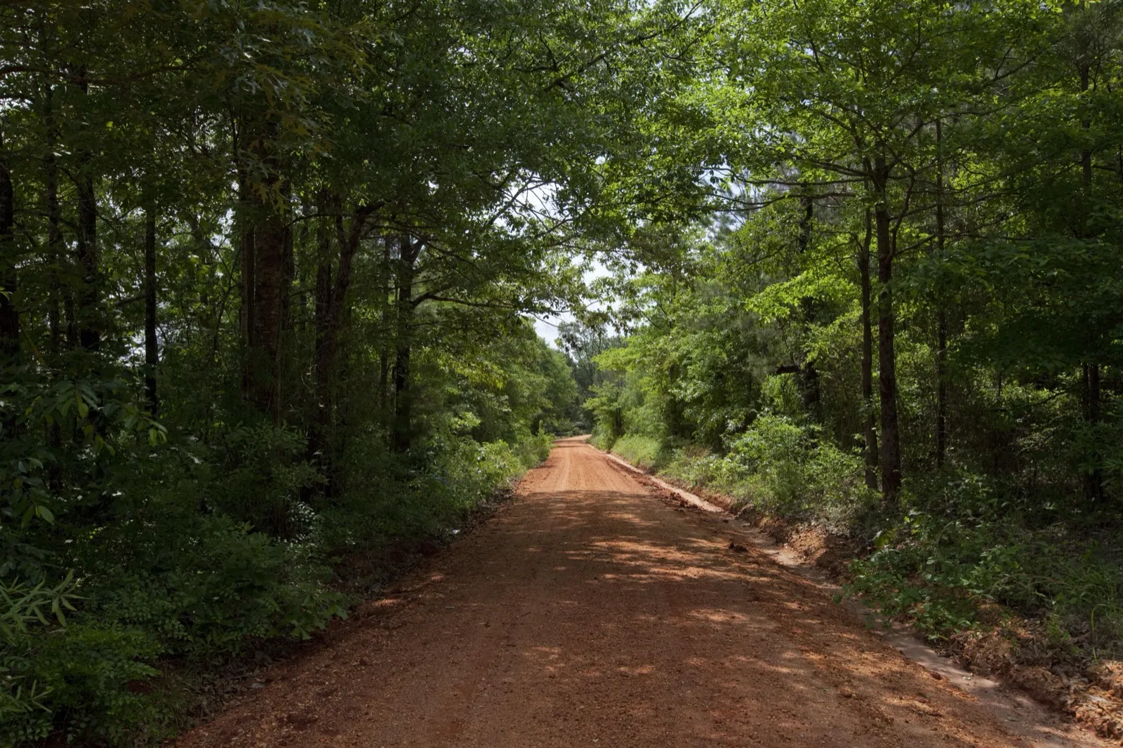 A red clay road running between tall green trees in rural Monroe County, Alabama