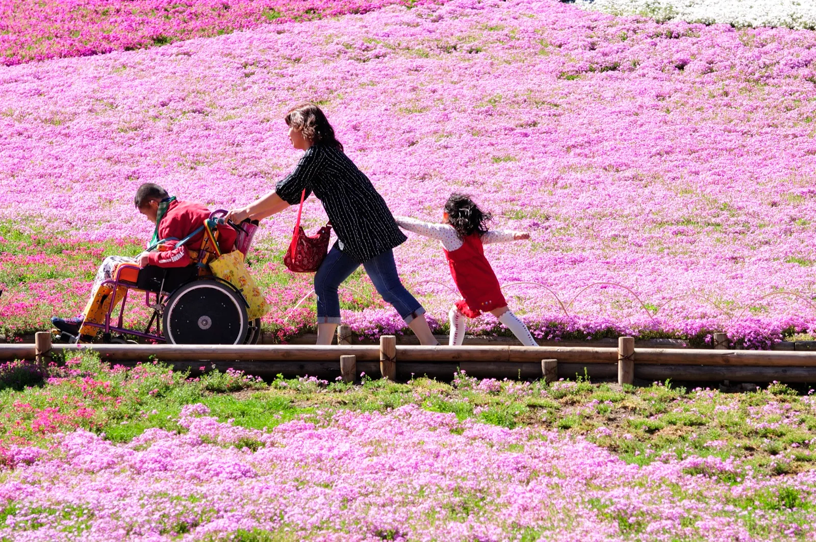 A woman pushes a person in a wheelchair along a park path lined with pink flowers while a young girl pulls at her other hand