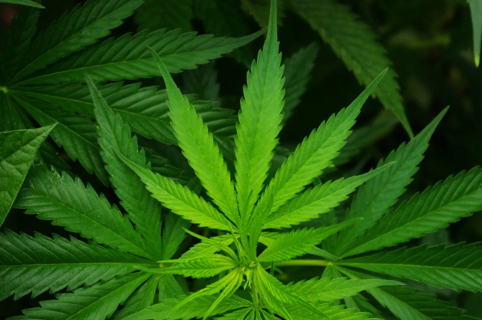 Close-up of a green cannabis plant with its long, jagged leaflets spread out against darker leaves