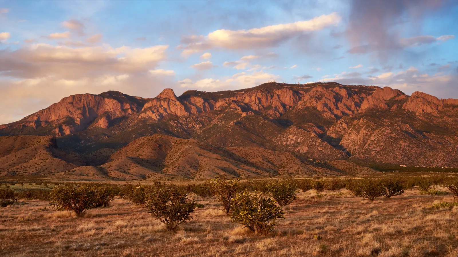 The Sandia Mountains above Albuquerque glowing red at sunset, with cholla cactus and dry grass on the open desert in front