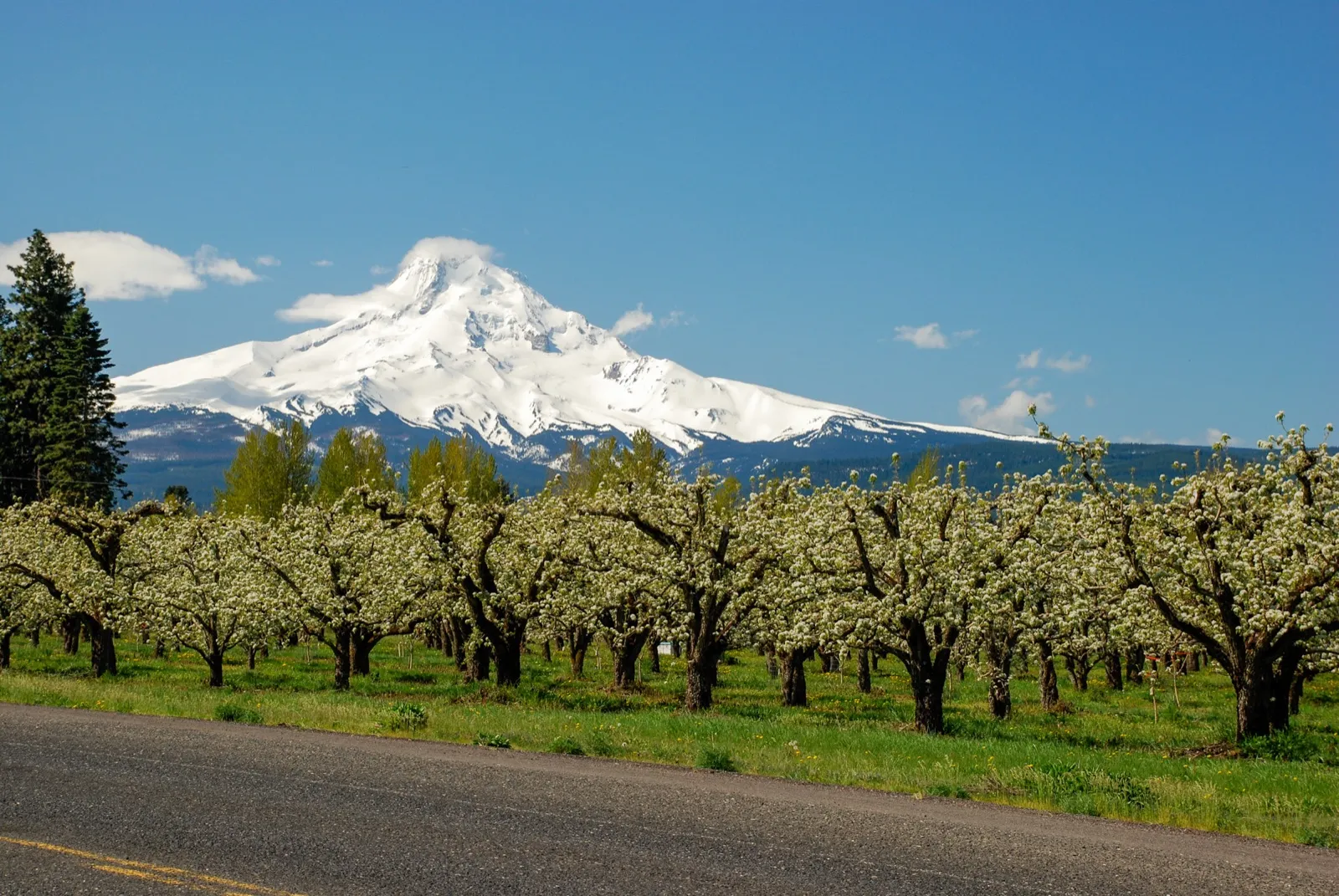 Snow-covered Mount Hood rising behind rows of fruit trees in blossom beside Highway 35 near Parkdale, Oregon