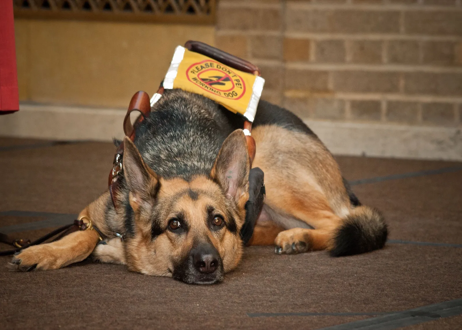 A German shepherd guide dog in its harness, with a patch reading please do not pet, working dog, lying calmly on a carpeted floor